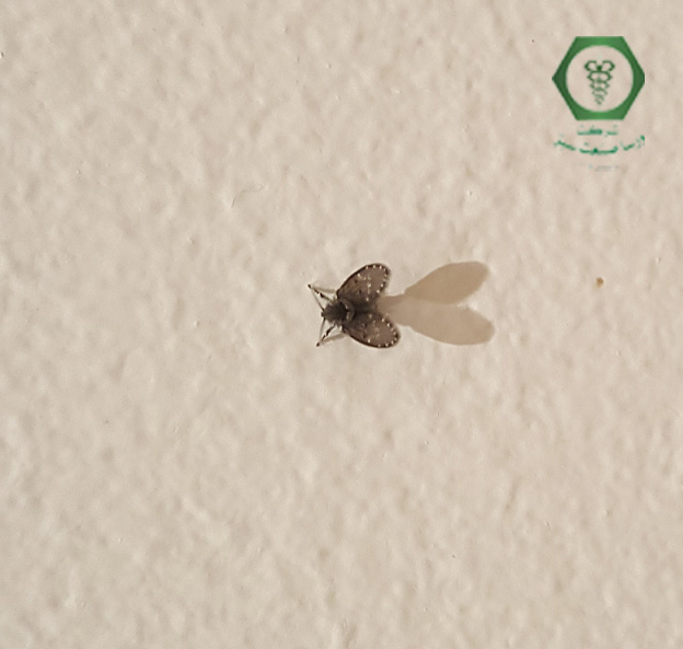 برای مقابله با پشه فاضلاب چه کار کنیم؟